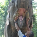 Elefanten-Brifing 08