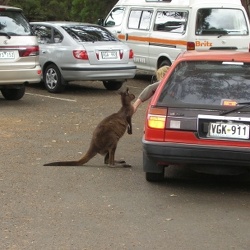 Flinders Chase NP