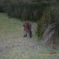 Flinders Chase NP114