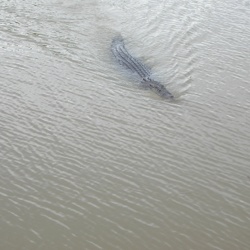 Jumping Crocodile Cruise