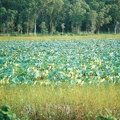 Kakadu NP019