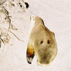 Seal Bay