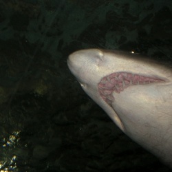 Sydney Aquarium
