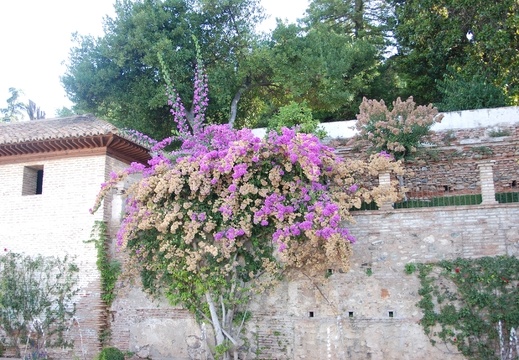 Alhambra-Pflanzen 11
